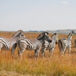 Zebras 8403717 1280 Zebras 8403717 1280